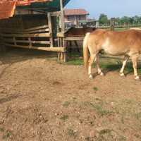 Paddock cavallo