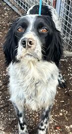 Disponibili cuccioli di setter