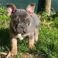 Esotic Bulldogfrance