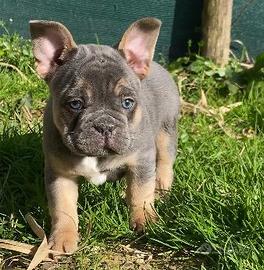 Esotic Bulldogfrance