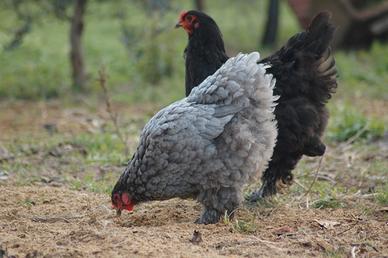 Gruppo Brahma Blu e nero