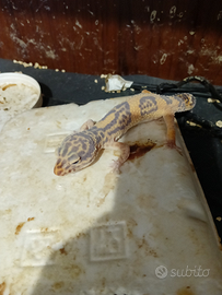 Geco leopardino