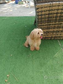 Maltipoo cuccioli linea coreana