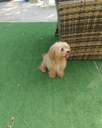 Maltipoo cuccioli linea coreana