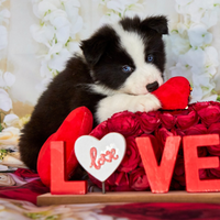 Cuccioli di Yakutian Laika