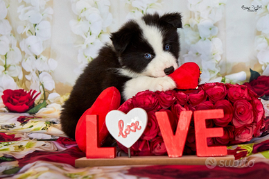 Cuccioli di Yakutian Laika