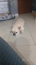 Buldogfrancese documentato