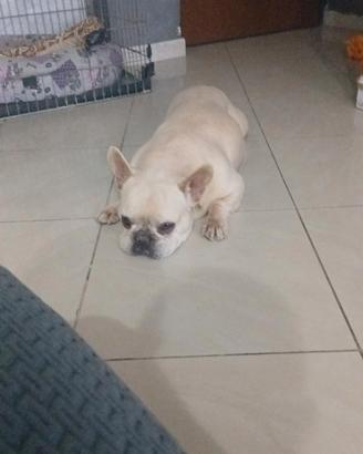 Buldogfrancese documentato