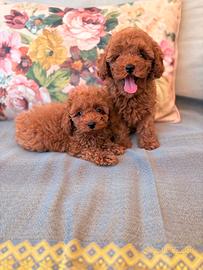 Cuccioli di cane