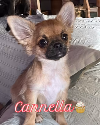 Chihuahua pelo lungo pedigree italiano