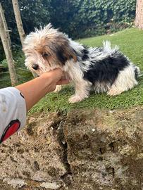 Yorkshire Toy Biewer maschio