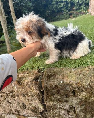 Yorkshire Toy Biewer maschio