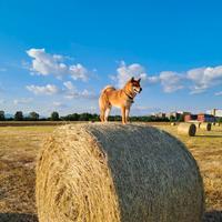 Shiba inu maschio disponibile per compagna