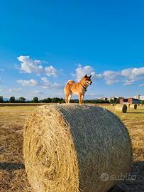 Shiba inu maschio disponibile per compagna