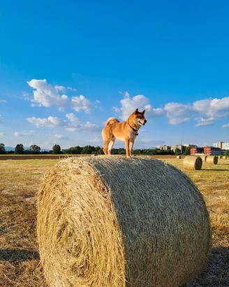 Shiba inu maschio disponibile per compagna