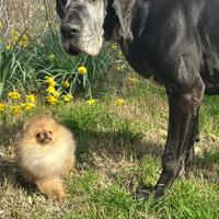 Cuccioli spitz nano POMERANIA