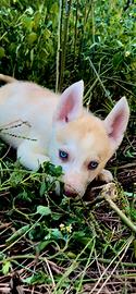 Siberian Husky