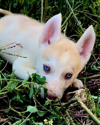 Siberian Husky
