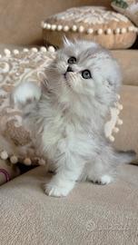 Ultima cucciola scottish fold  longhair 