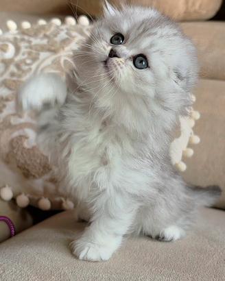 Ultima cucciola scottish fold  longhair 