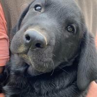 Labrador Retrievers Neri