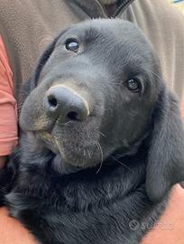 Labrador Retrievers Neri