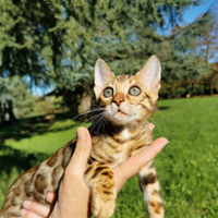 GATTI BENGALA- cuccioli