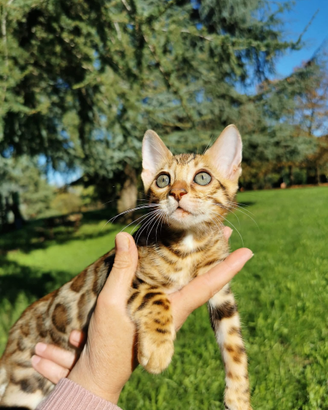 GATTI BENGALA- cuccioli