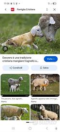 Pecora o agnello