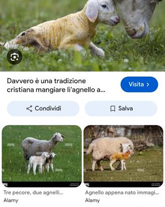 Pecora o agnello