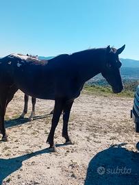 Cavalla puledra appaloosa