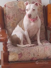 Pitbull femmina