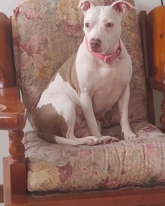 Pitbull femmina