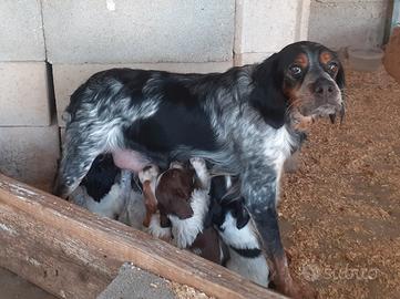 Cuccioli di Epagneul Breton