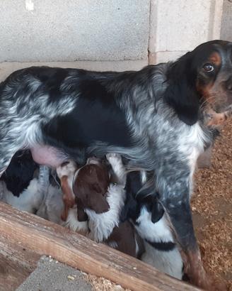 Cuccioli di Epagneul Breton