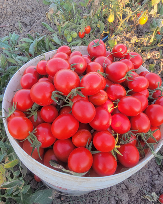 Potatore professionale