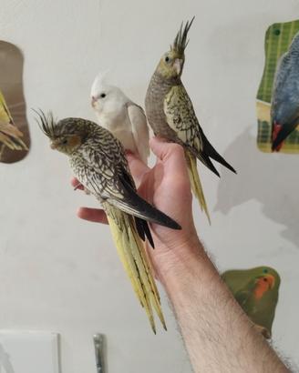 Pappagalli