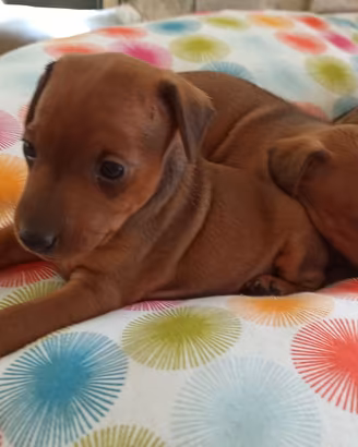 Zwergpinscher Pinscher nano