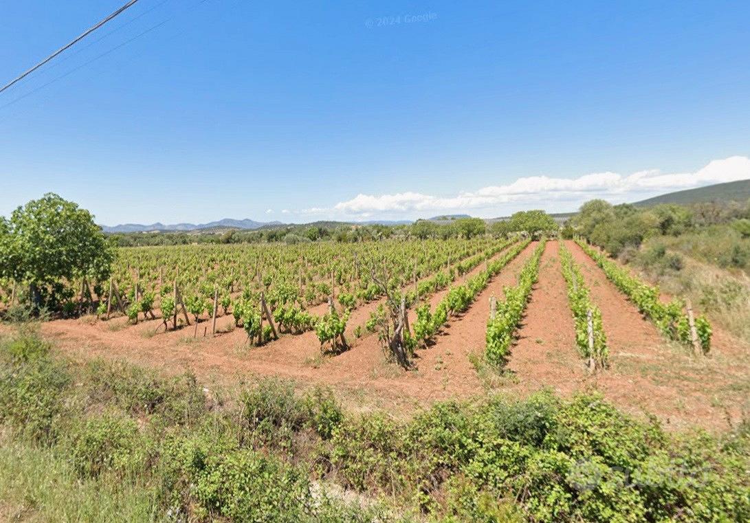 Vigneto Carignano del sulcis - Vista 3