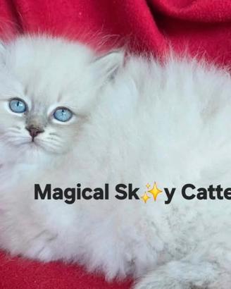 Cuccioli gatto siberiano PEDIGREE ALLEVAMENTO Wcf