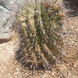 coppia di ferocactus horridus 