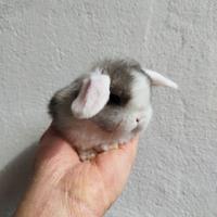 Coniglio nano ariete