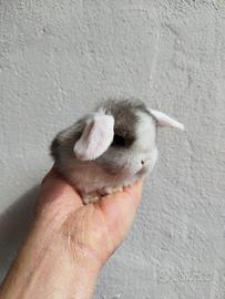 Coniglio nano ariete