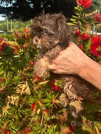 Bimba Yorkshire