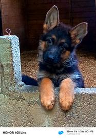 Cuccioli di pastore tedesco
