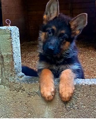 Cuccioli di pastore tedesco