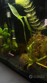 Acquario con pesci