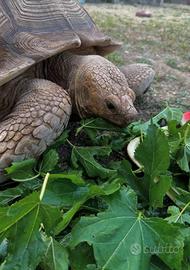 Sulcata
