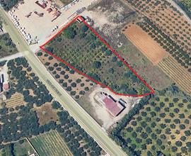 Terreno agricolo a Partinico, Viale dei Platani