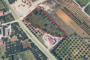 Terreno agricolo a Partinico, Viale dei Platani